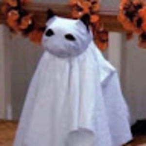 Meet your Posher, Benji